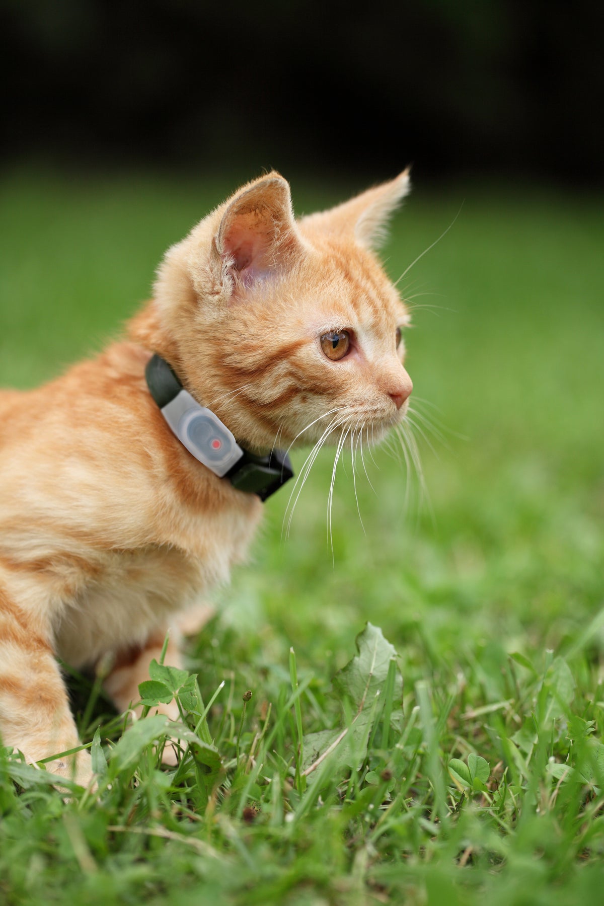 Loc8tor saved my cats life!