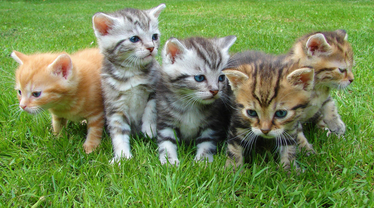 Tracking your kittens