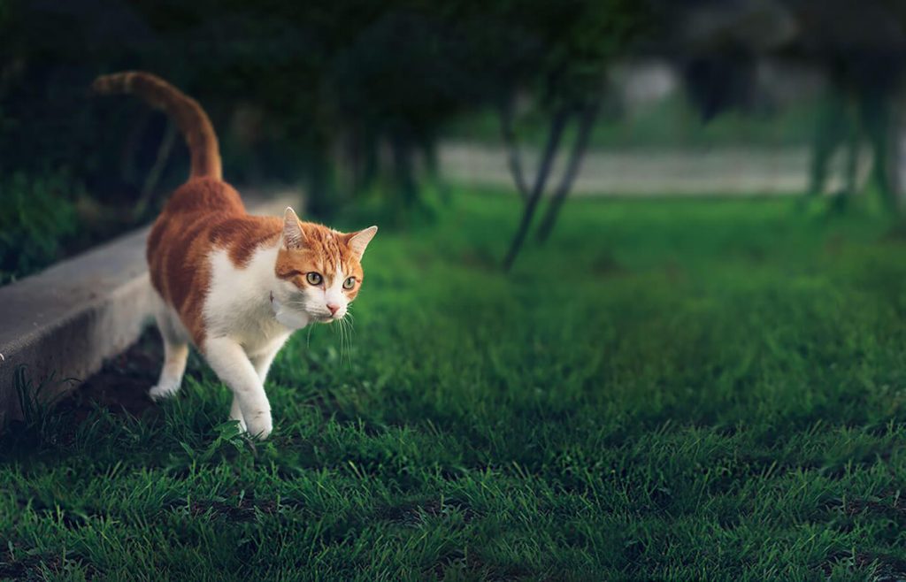 Cat Finder from Tabcat to track your cat